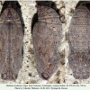 melitaea arduinna3 pupa5